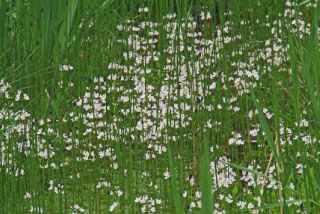 Hottonia palustris Waterviolier bestellen